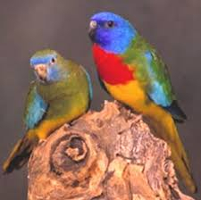 Splendid Parkiet koppel